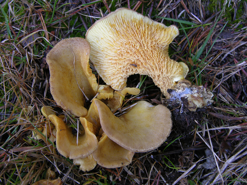 Tapinella panuoides (Batsch) E.-J. Gilbert